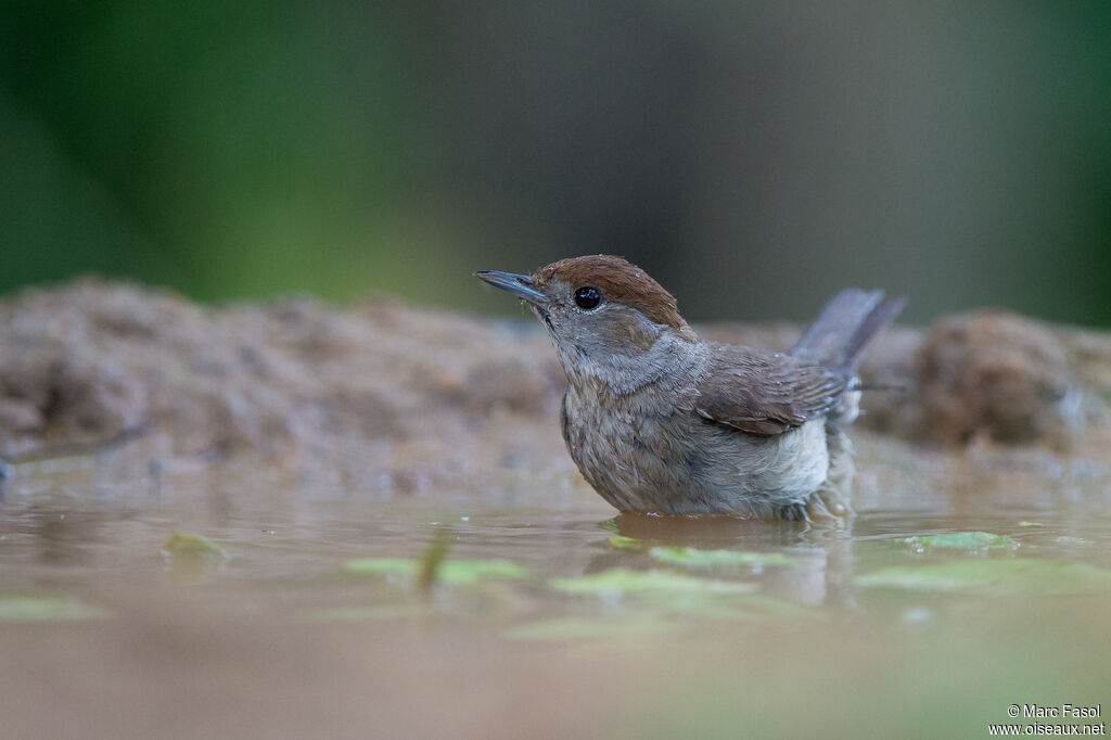 Eurasian Blackcap female adult, identification, care