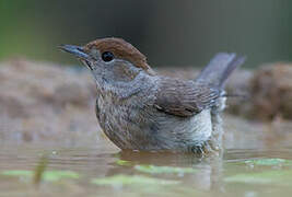 Eurasian Blackcap