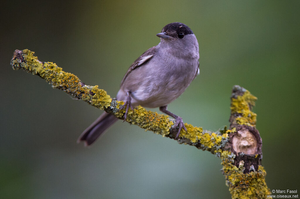 Eurasian Blackcap male adult, identification