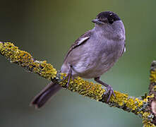 Eurasian Blackcap