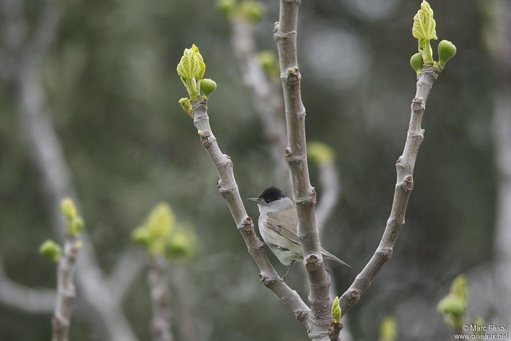 Eurasian Blackcap male adult breeding, identification