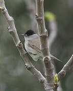 Eurasian Blackcap