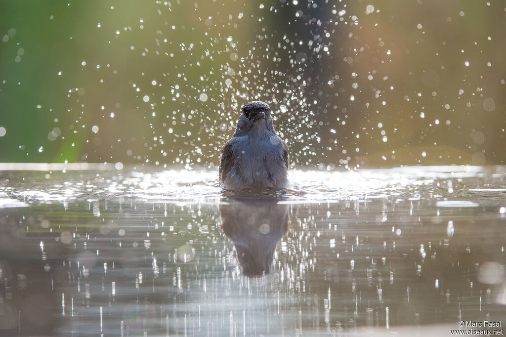 Eurasian Blackcap male adult, care