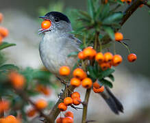 Eurasian Blackcap