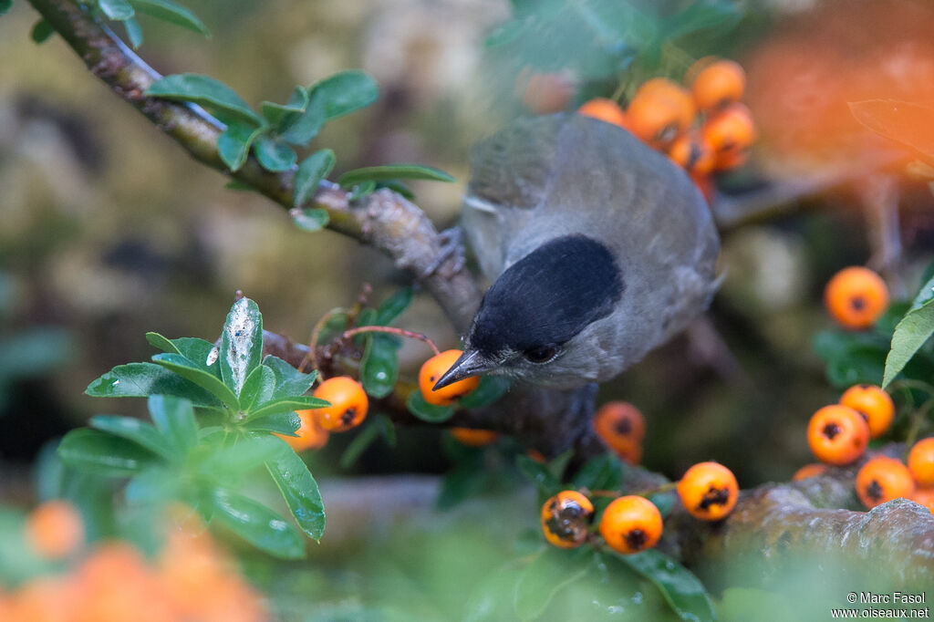 Eurasian Blackcap male adult, feeding habits, eats