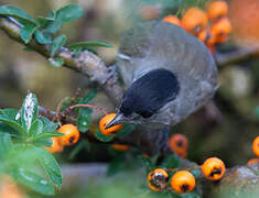 Eurasian Blackcap