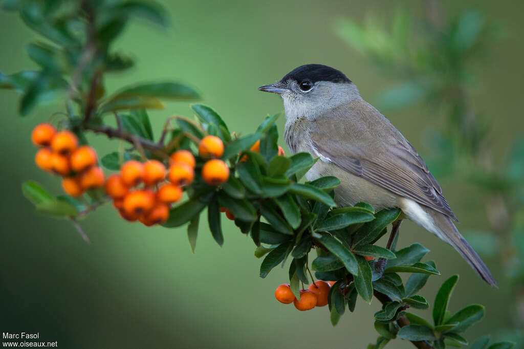 Eurasian Blackcap male adult, identification, pigmentation, feeding habits