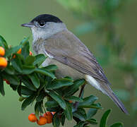 Eurasian Blackcap