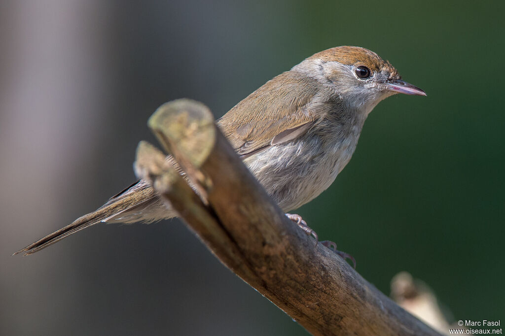 Eurasian Blackcap female adult, identification