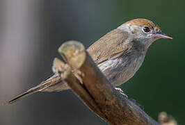 Eurasian Blackcap