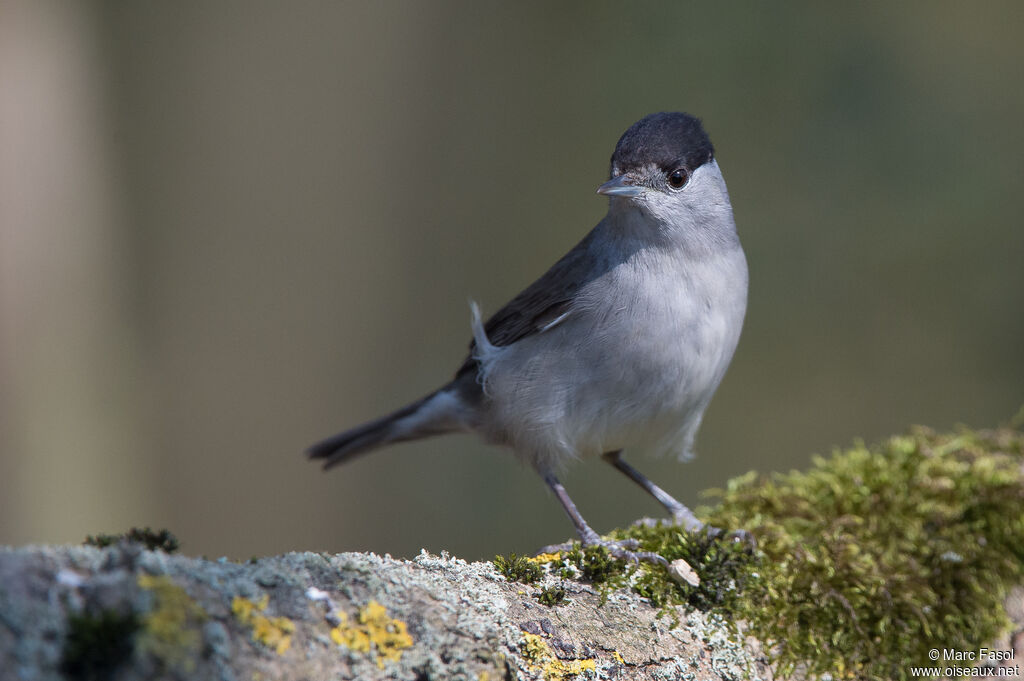 Eurasian Blackcap male adult, identification