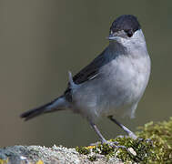 Eurasian Blackcap