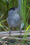 Eurasian Blackcap