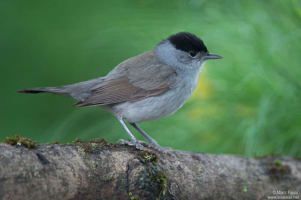 Eurasian Blackcap male adult, identification