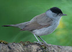 Eurasian Blackcap