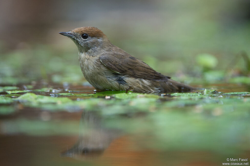 Eurasian Blackcap female adult, identification, care