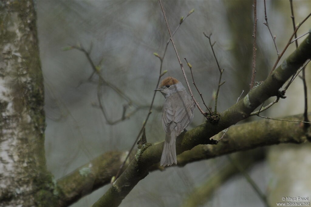 Eurasian Blackcap female, identification