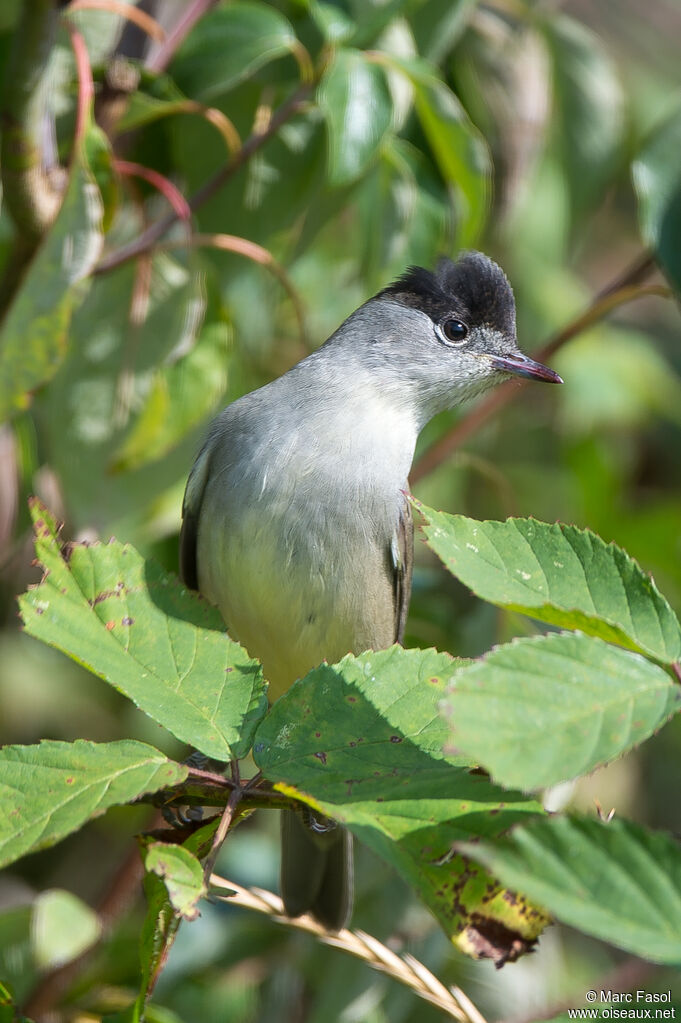 Eurasian Blackcap male adult, identification