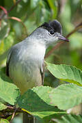 Eurasian Blackcap