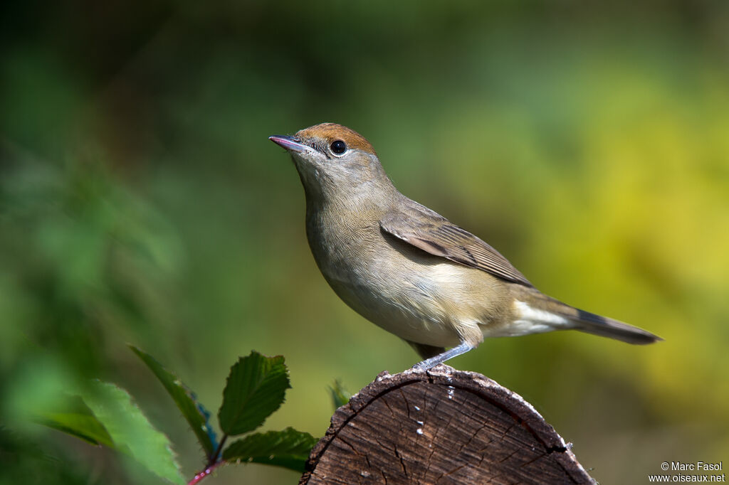 Eurasian Blackcap female adult