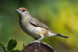 Eurasian Blackcap