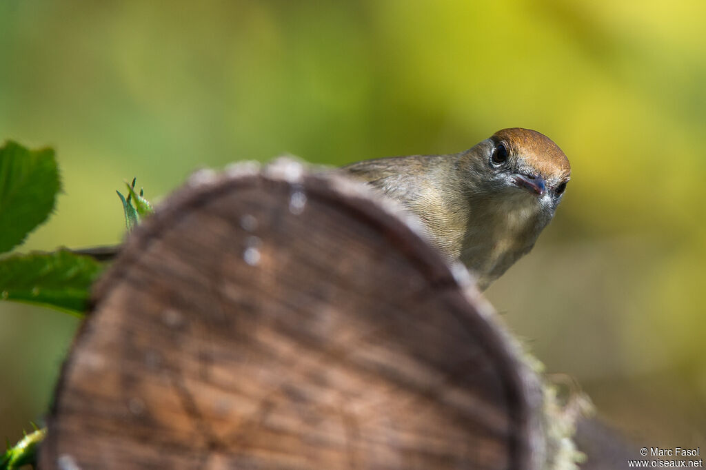 Eurasian Blackcap female adult, identification