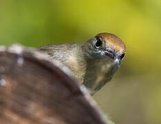 Eurasian Blackcap