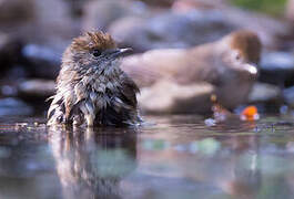 Eurasian Blackcap