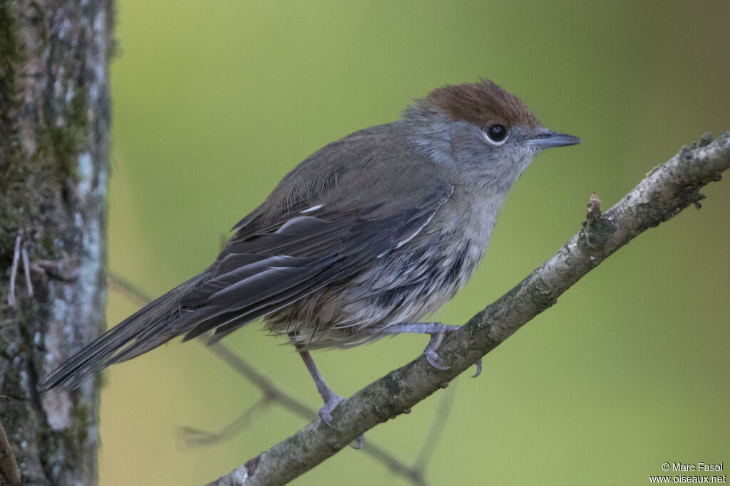 Fauvette à tête noire femelle, identification