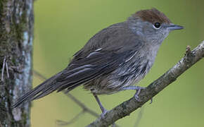 Eurasian Blackcap