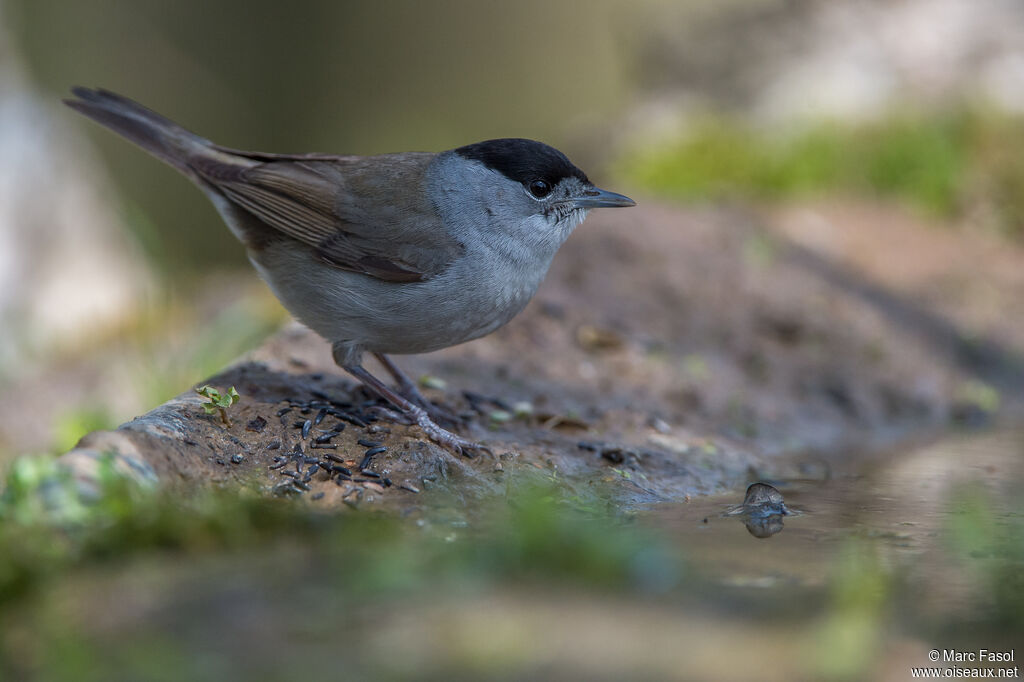 Eurasian Blackcap male adult, identification, drinks