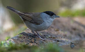 Eurasian Blackcap