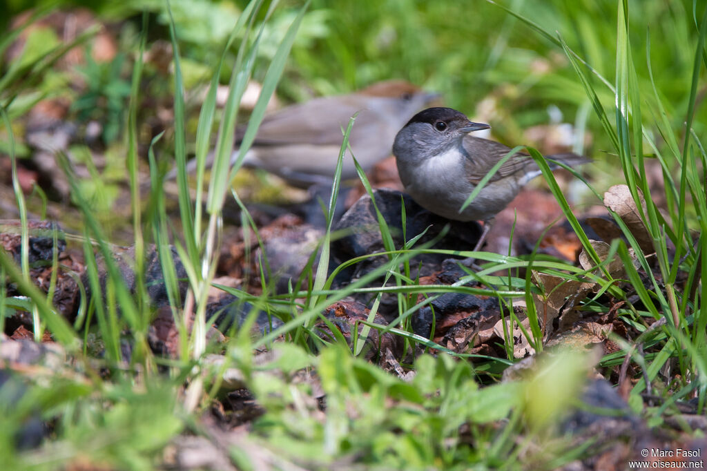 Fauvette à tête noireadulte, mange