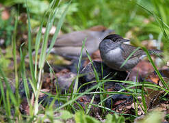 Eurasian Blackcap