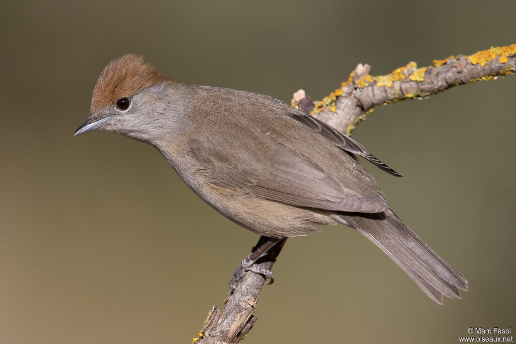 Eurasian Blackcap female adult, identification