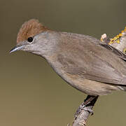 Eurasian Blackcap