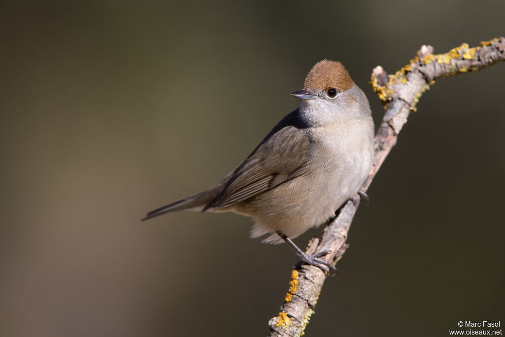 Eurasian Blackcap female adult, identification