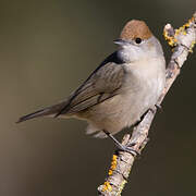 Eurasian Blackcap