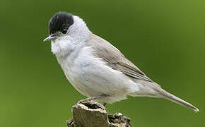 Eurasian Blackcap