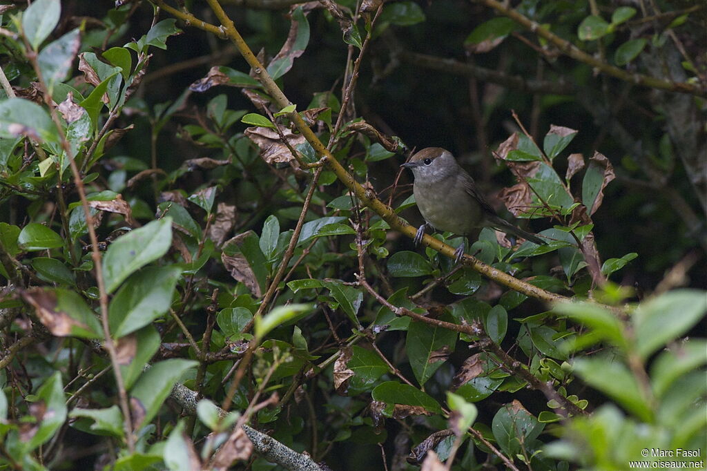 Eurasian Blackcapimmature, identification