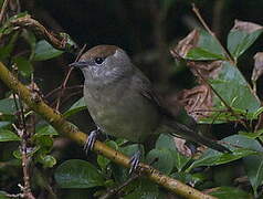 Eurasian Blackcap