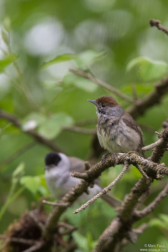 Eurasian Blackcapadult breeding