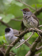 Eurasian Blackcap