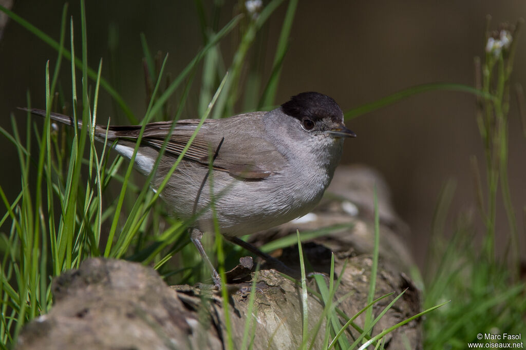 Eurasian Blackcap male adult, identification