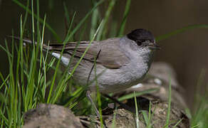 Eurasian Blackcap