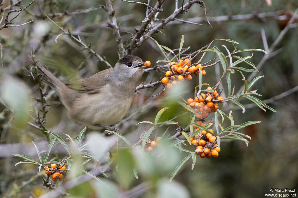 Fauvette à tête noire
