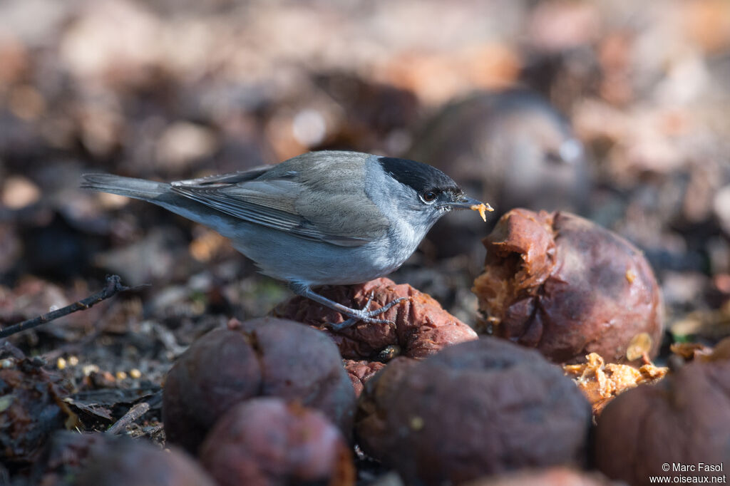 Eurasian Blackcap male adult, eats