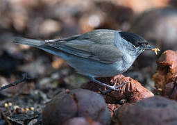 Eurasian Blackcap