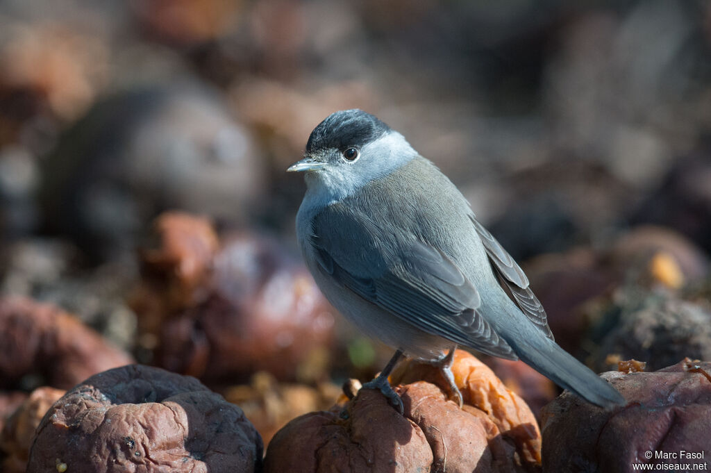 Eurasian Blackcap male adult, identification, eats