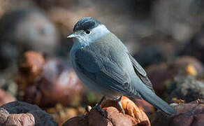 Eurasian Blackcap